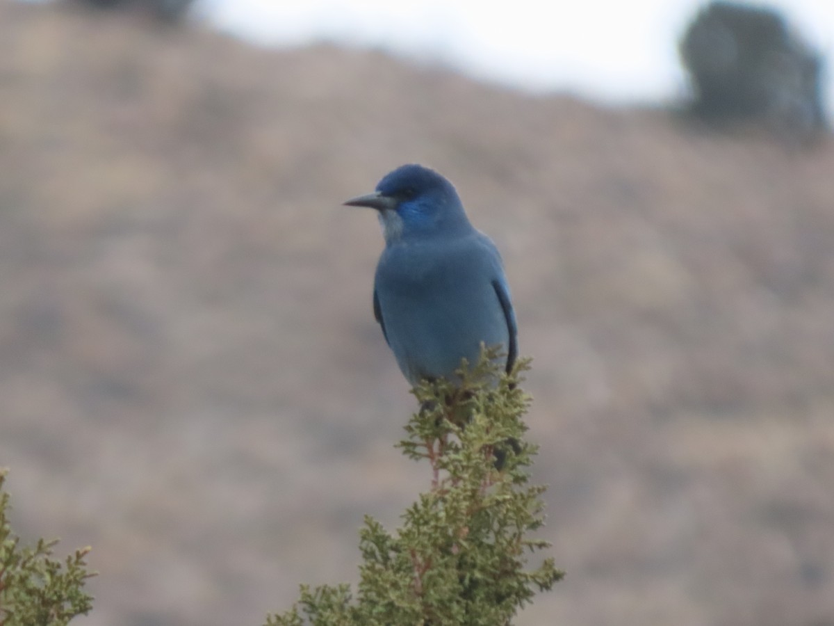 Pinyon Jay - ML646237865