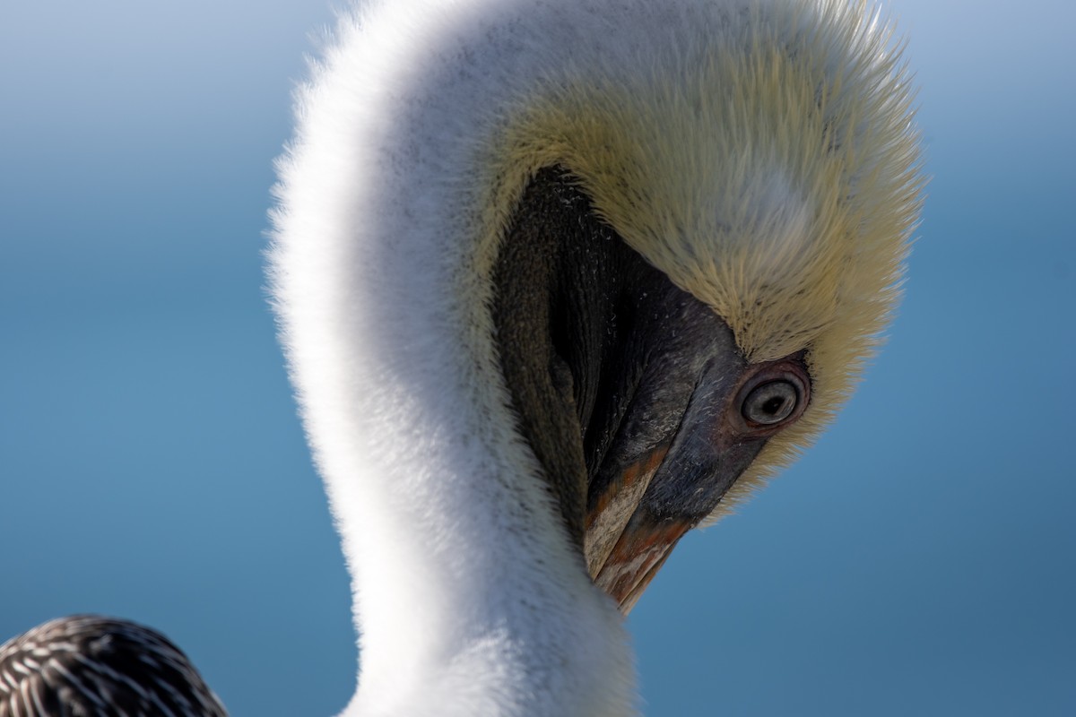 Brown Pelican - ML646237866