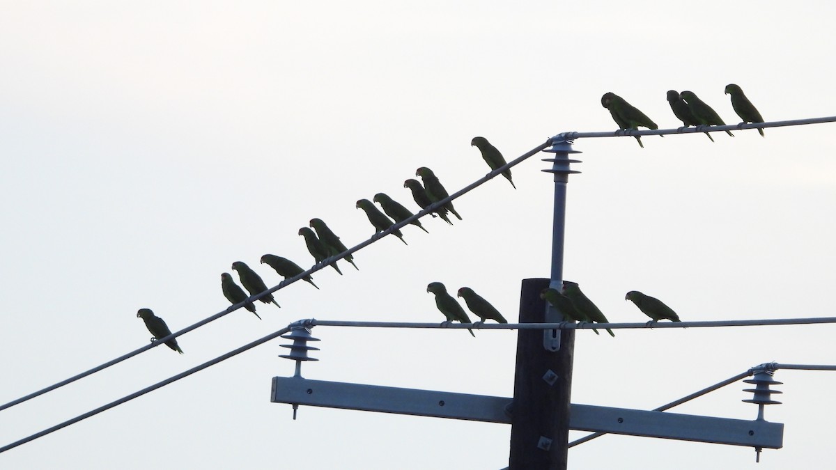 Red-crowned Amazon - ML646237867