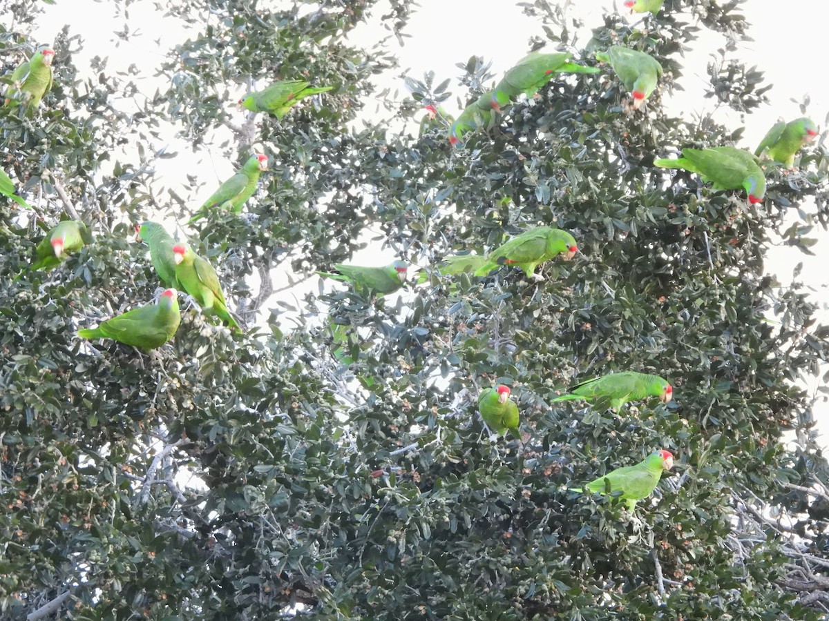 Red-crowned Amazon - ML646237871