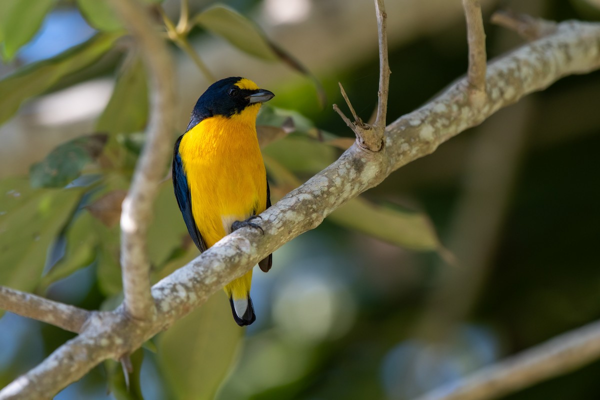 Yellow-throated Euphonia - ML646237877