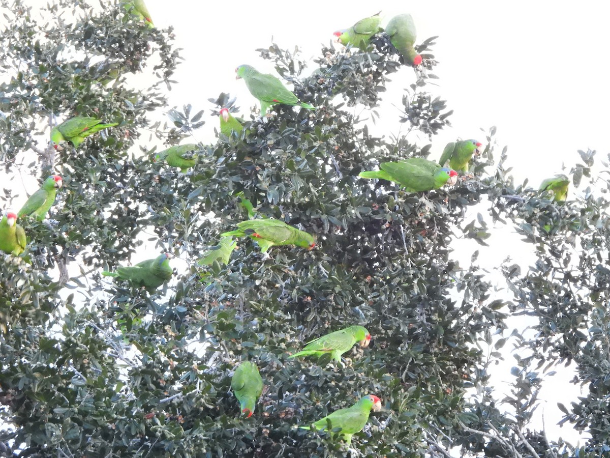 Red-crowned Amazon - ML646237884