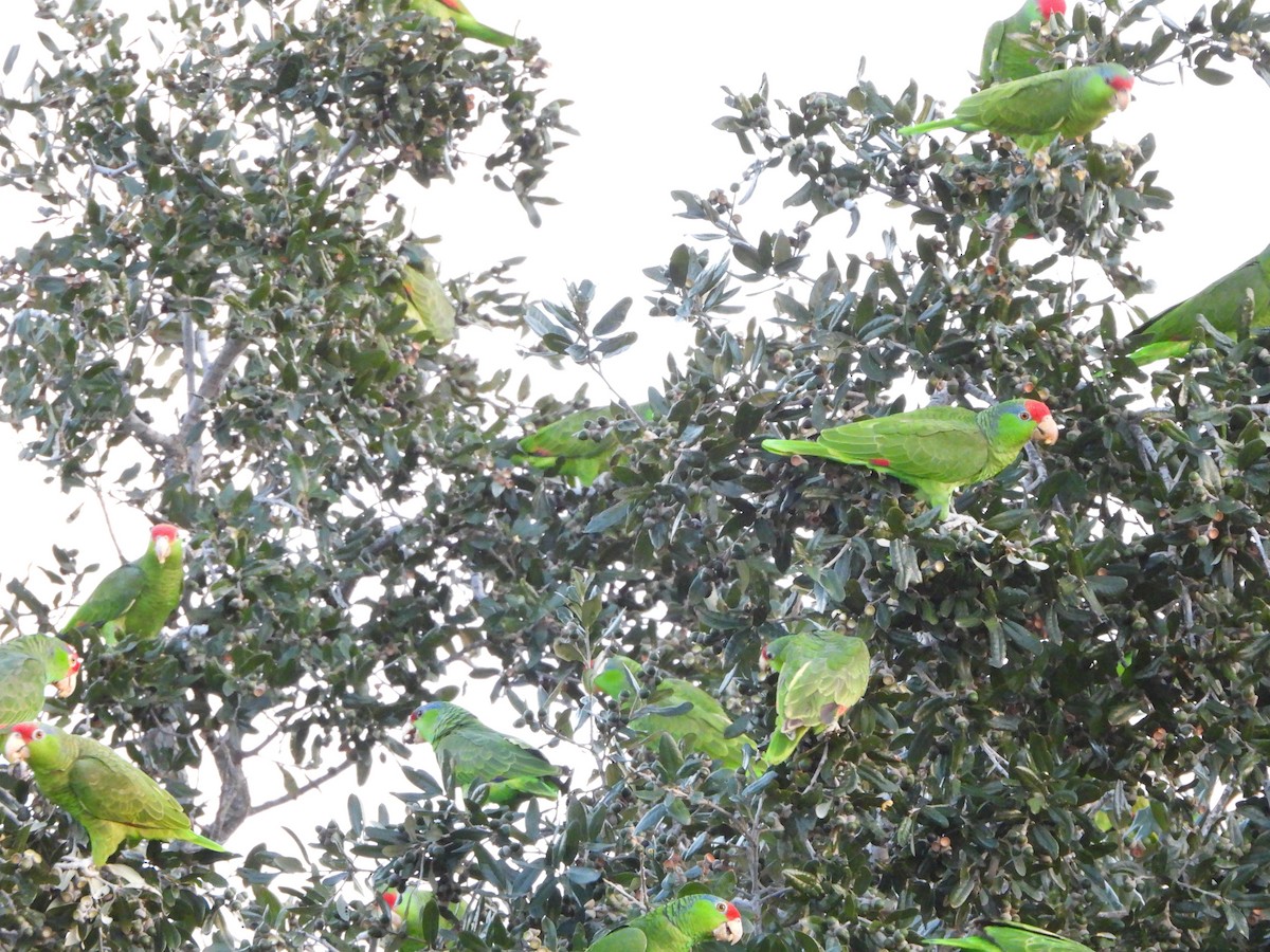 Red-crowned Amazon - ML646237895