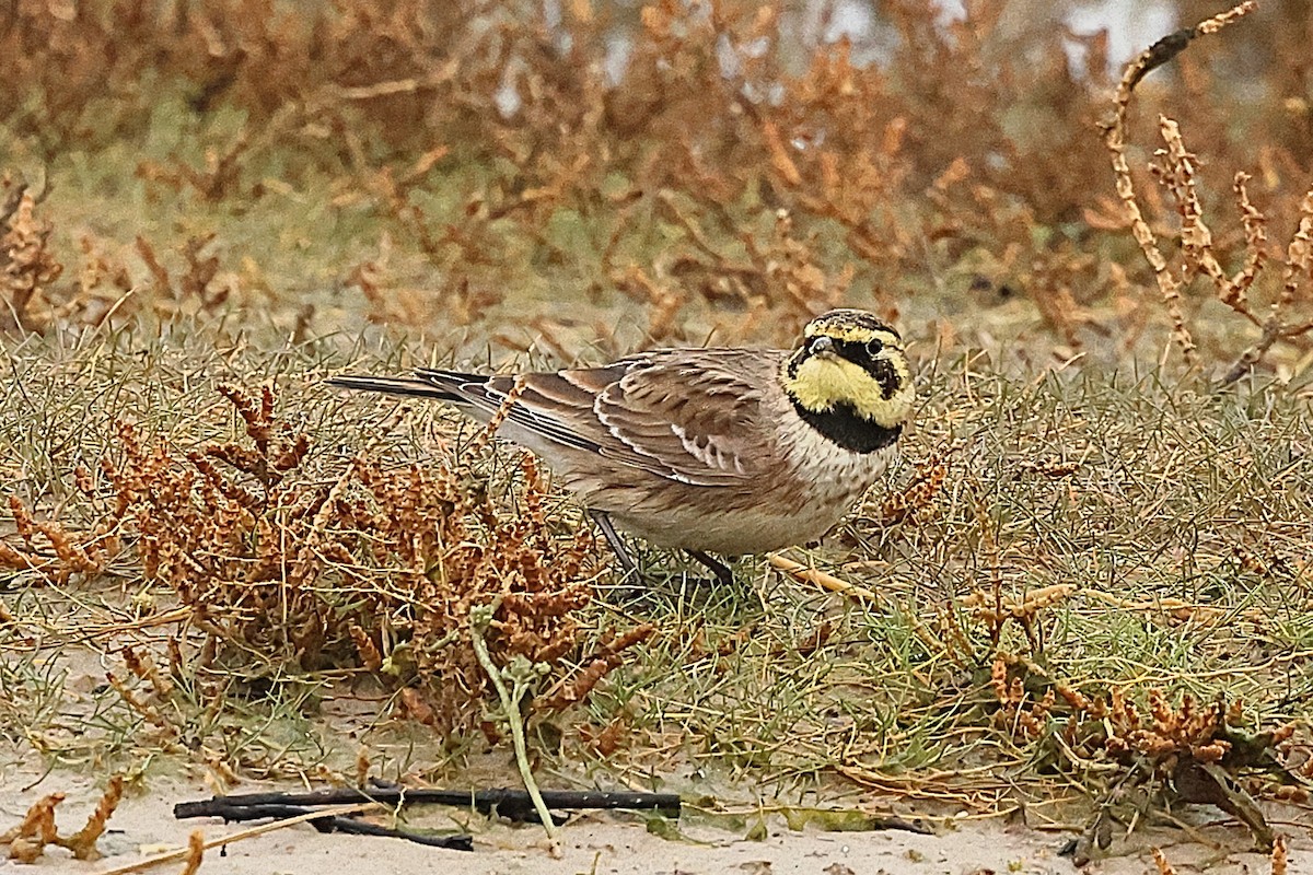 Horned Lark - ML646237896