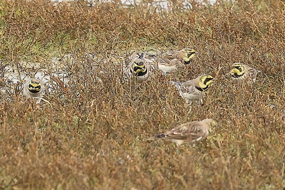 Horned Lark - ML646237897
