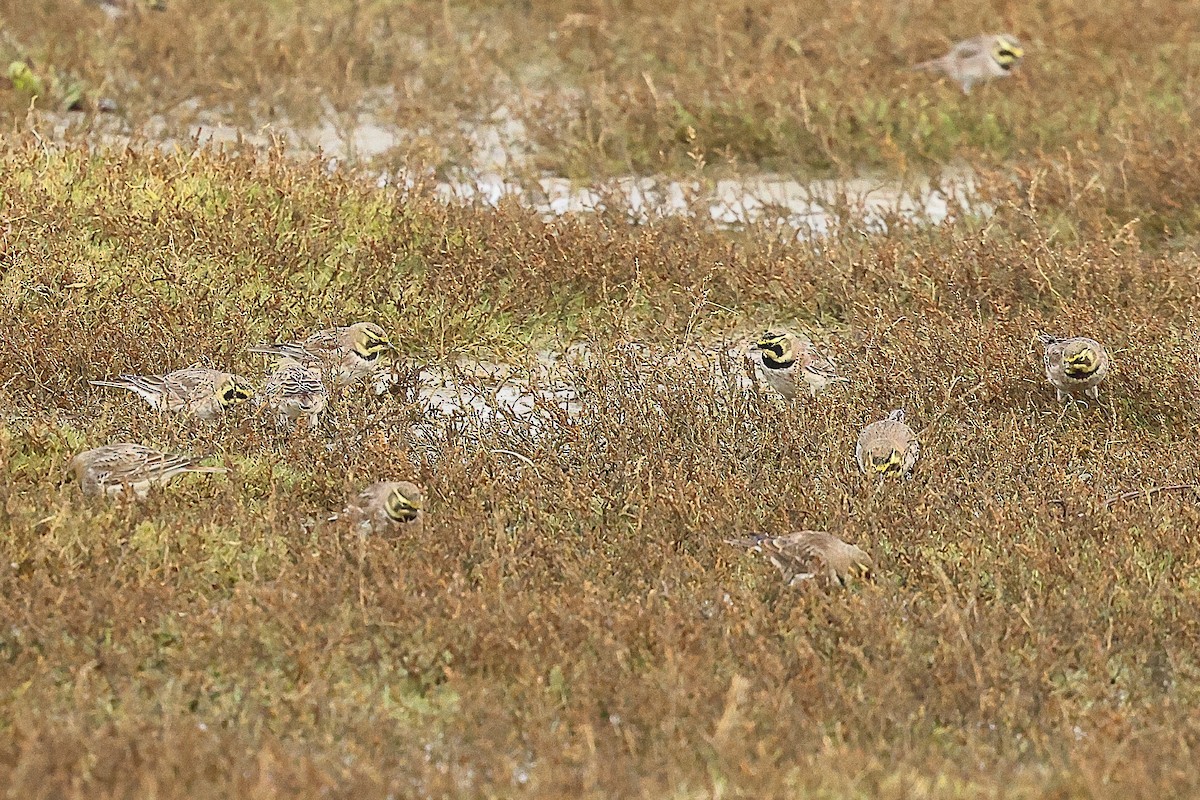 Horned Lark - ML646237898