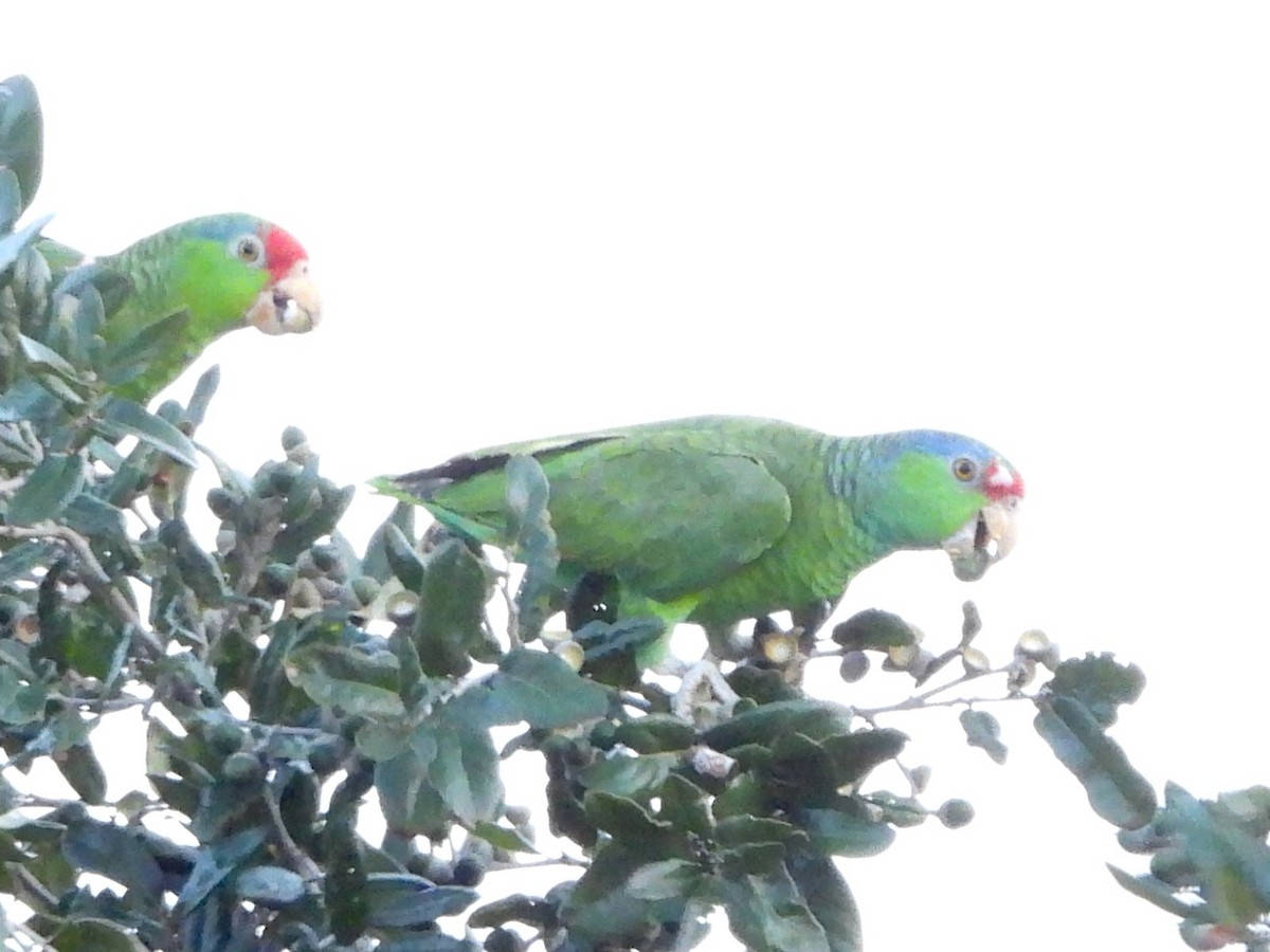 amazon sp. - ML646237905