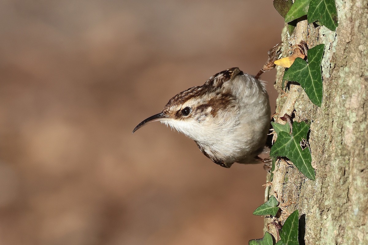 Short-toed Treecreeper - ML646237919