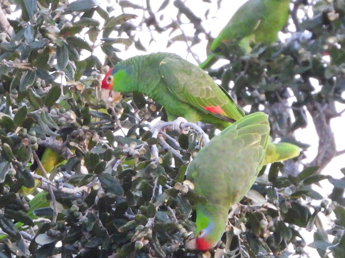 Red-crowned x Red-lored Amazon (hybrid) - ML646237924