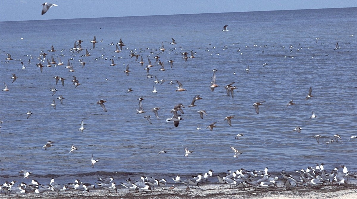 Red Knot - ML646237925