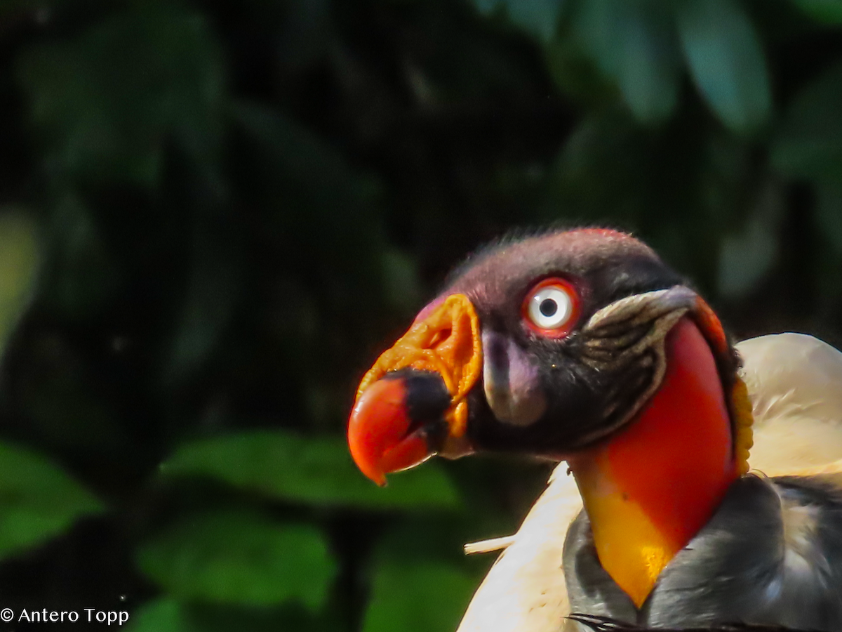 King Vulture - ML646237926