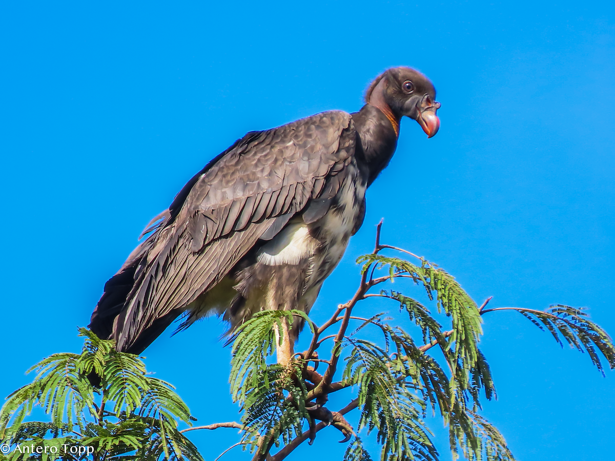 King Vulture - ML646237927