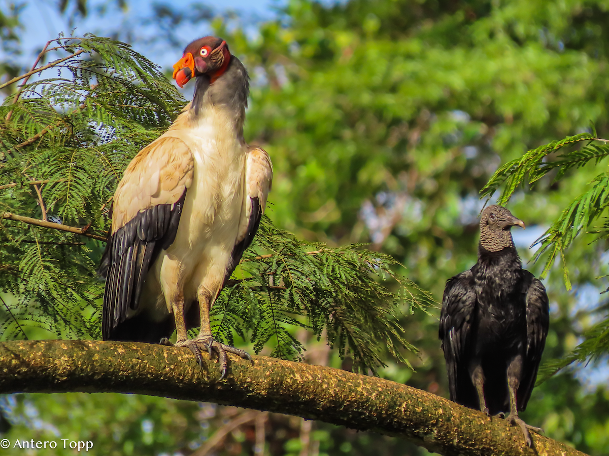 King Vulture - ML646237928