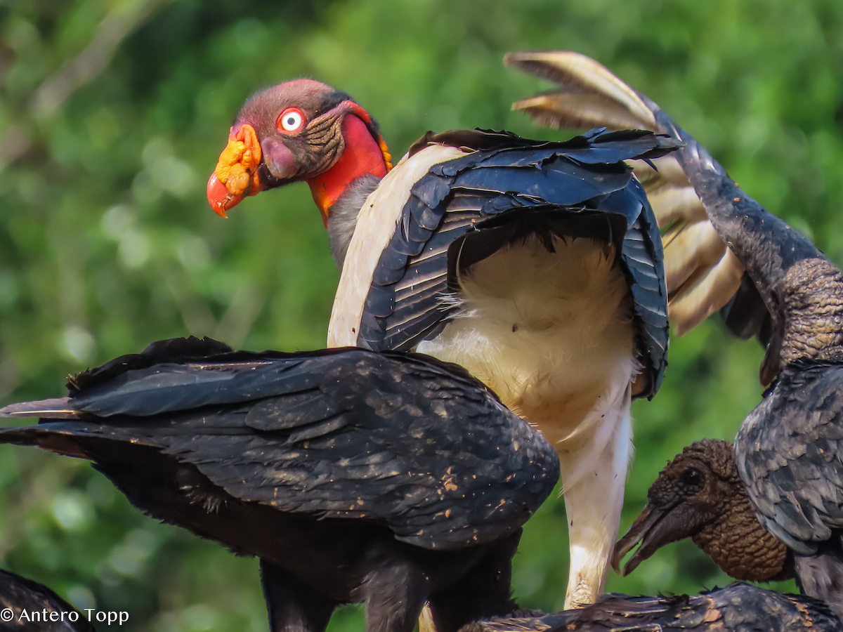 King Vulture - ML646237929