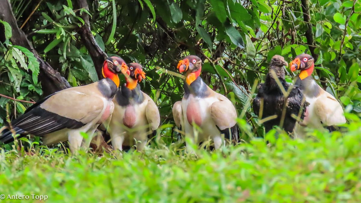 King Vulture - ML646237930