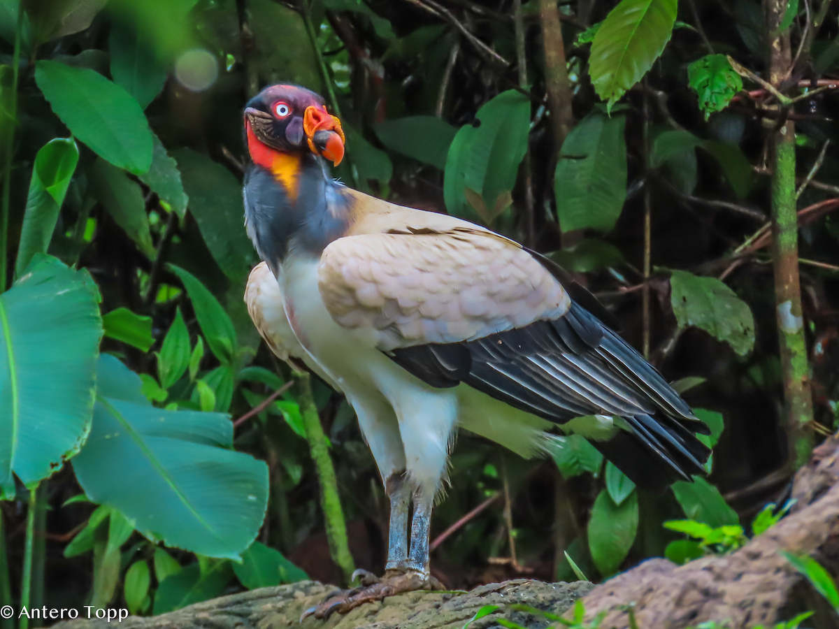 King Vulture - ML646237931