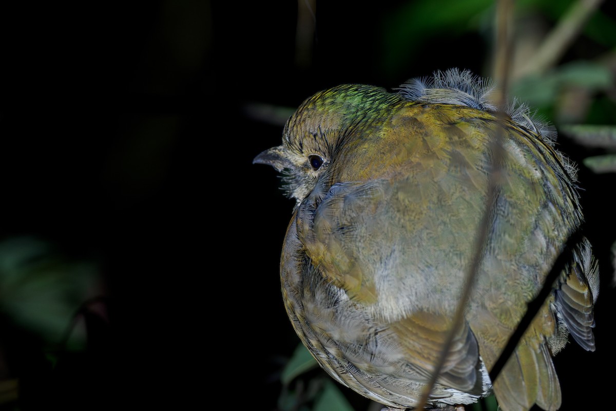 Blue-naped Pitta - ML646237932