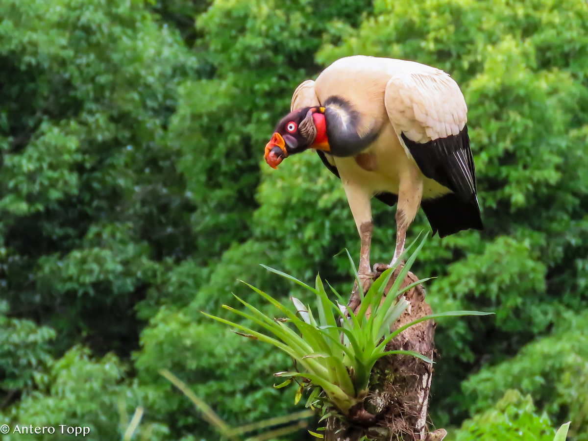 King Vulture - ML646237933