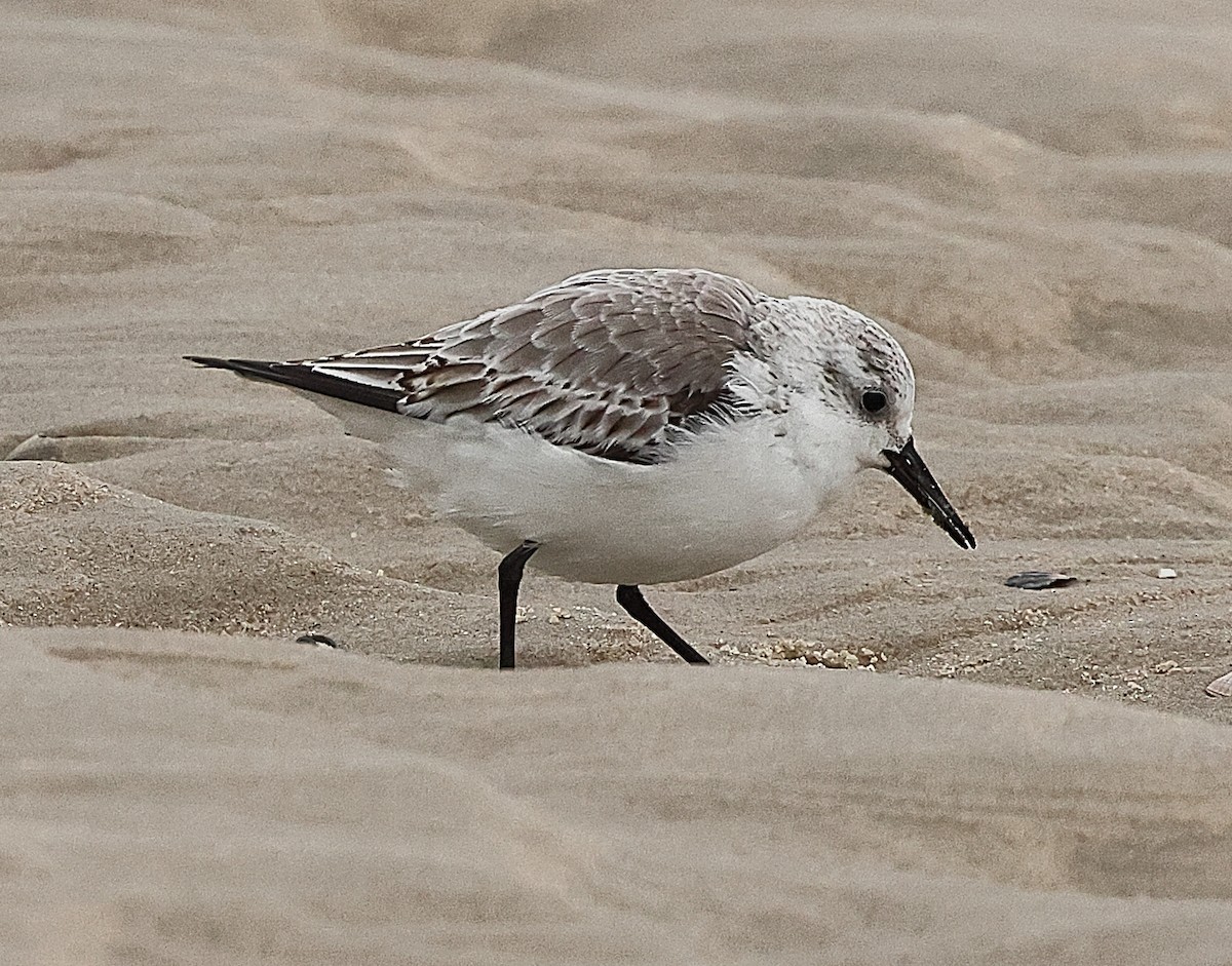 Sanderling - ML646237934
