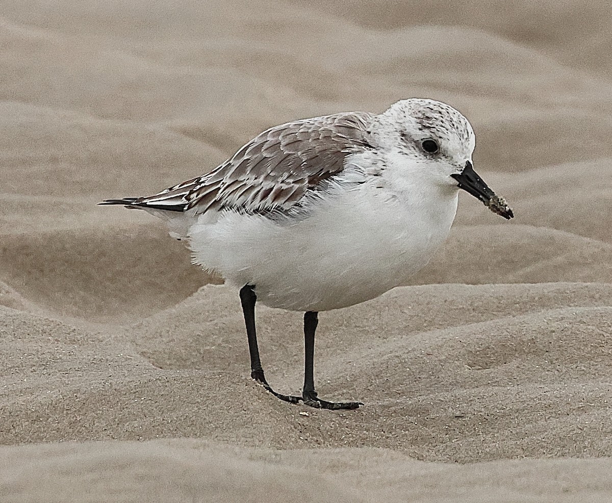 Sanderling - ML646237935