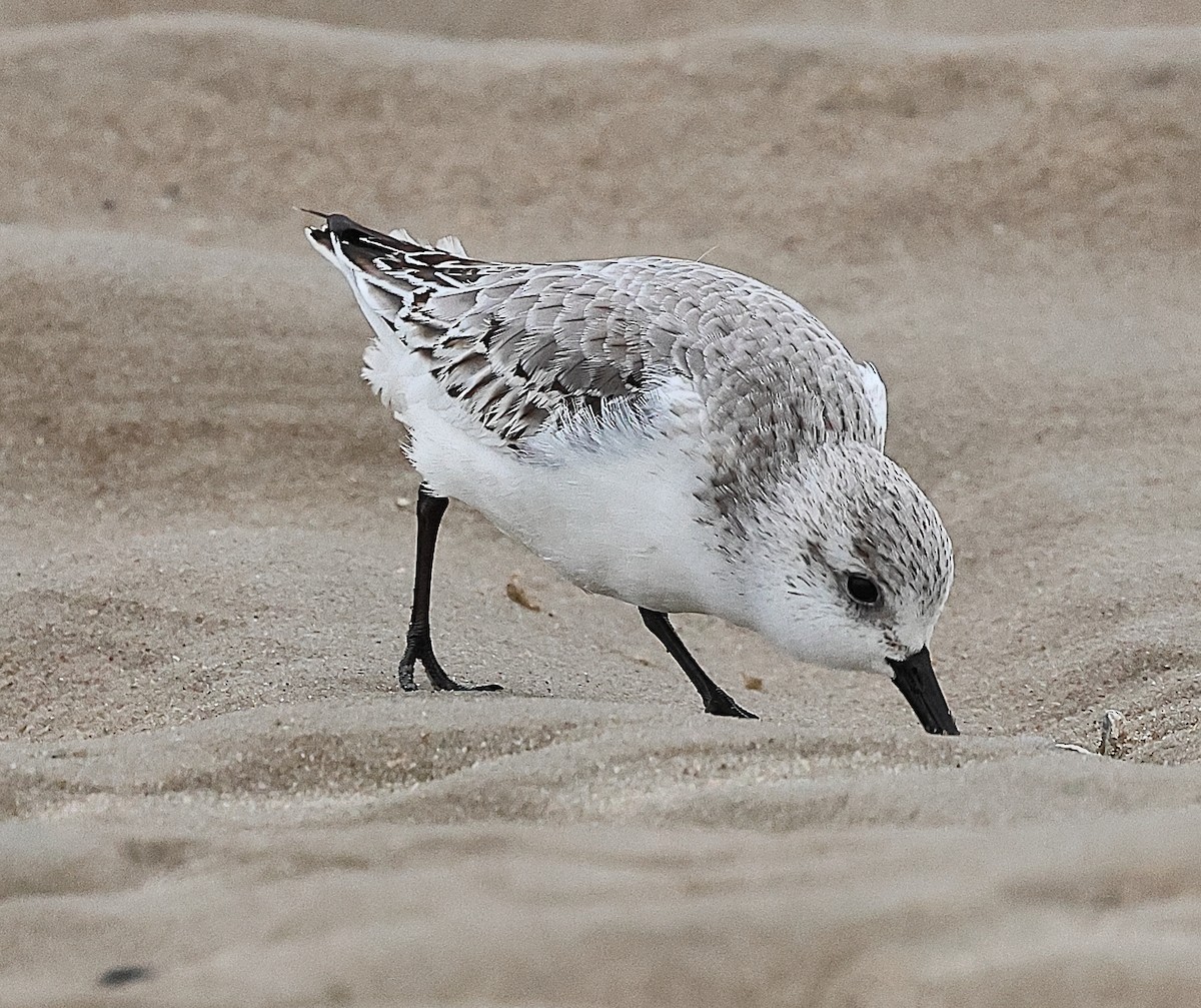 Sanderling - ML646237936