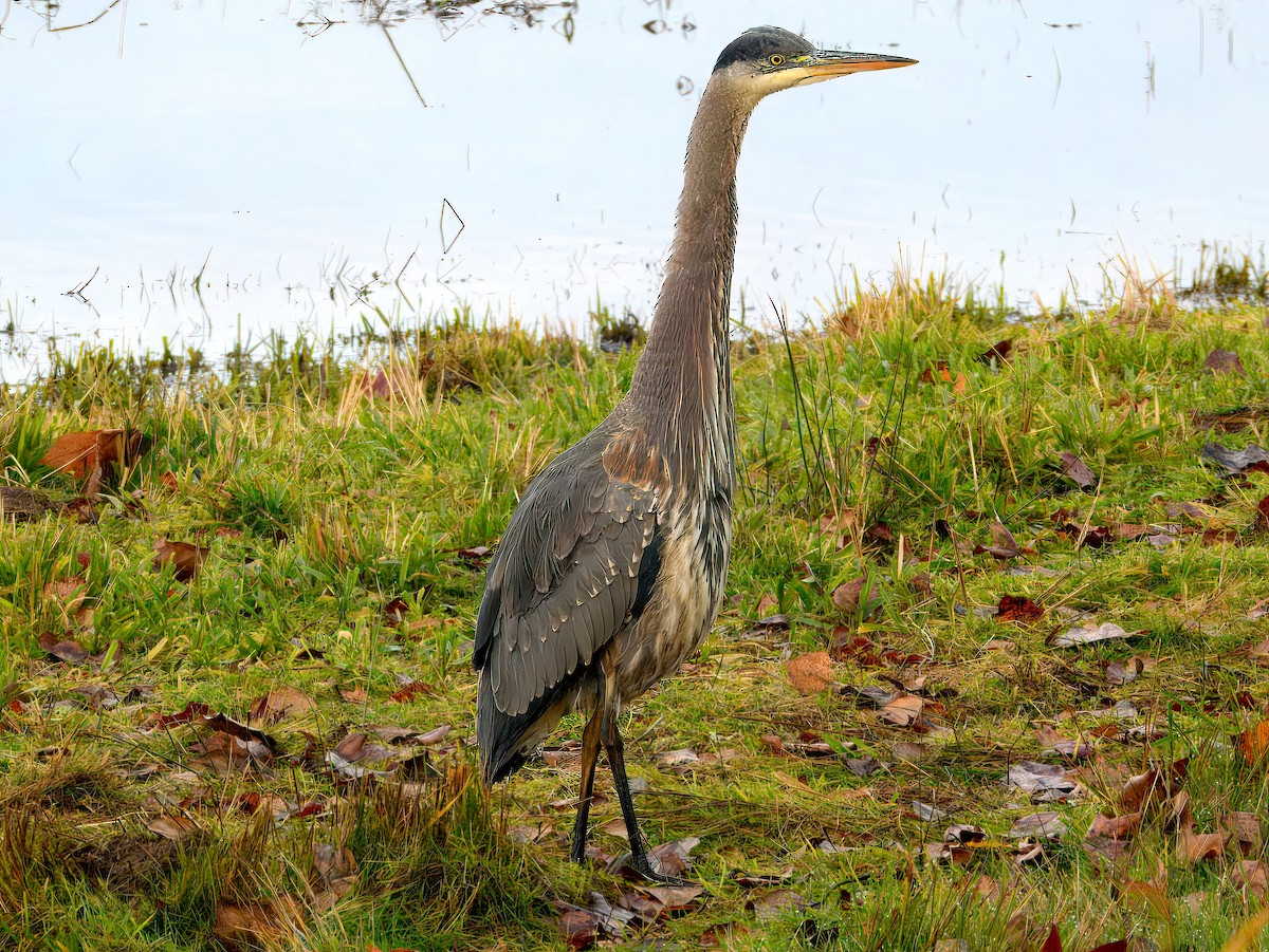 Great Blue Heron (Great Blue) - ML646237937
