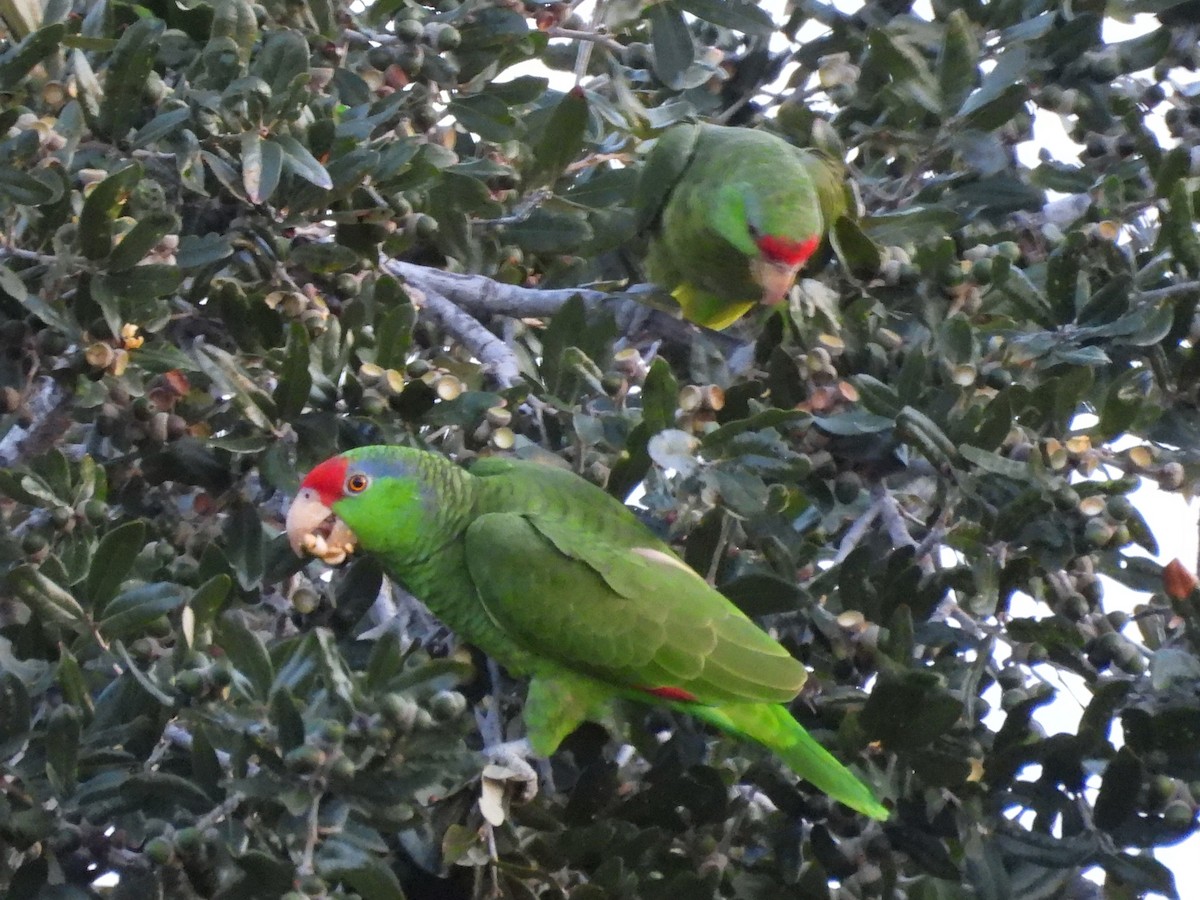 Red-crowned Amazon - ML646237938