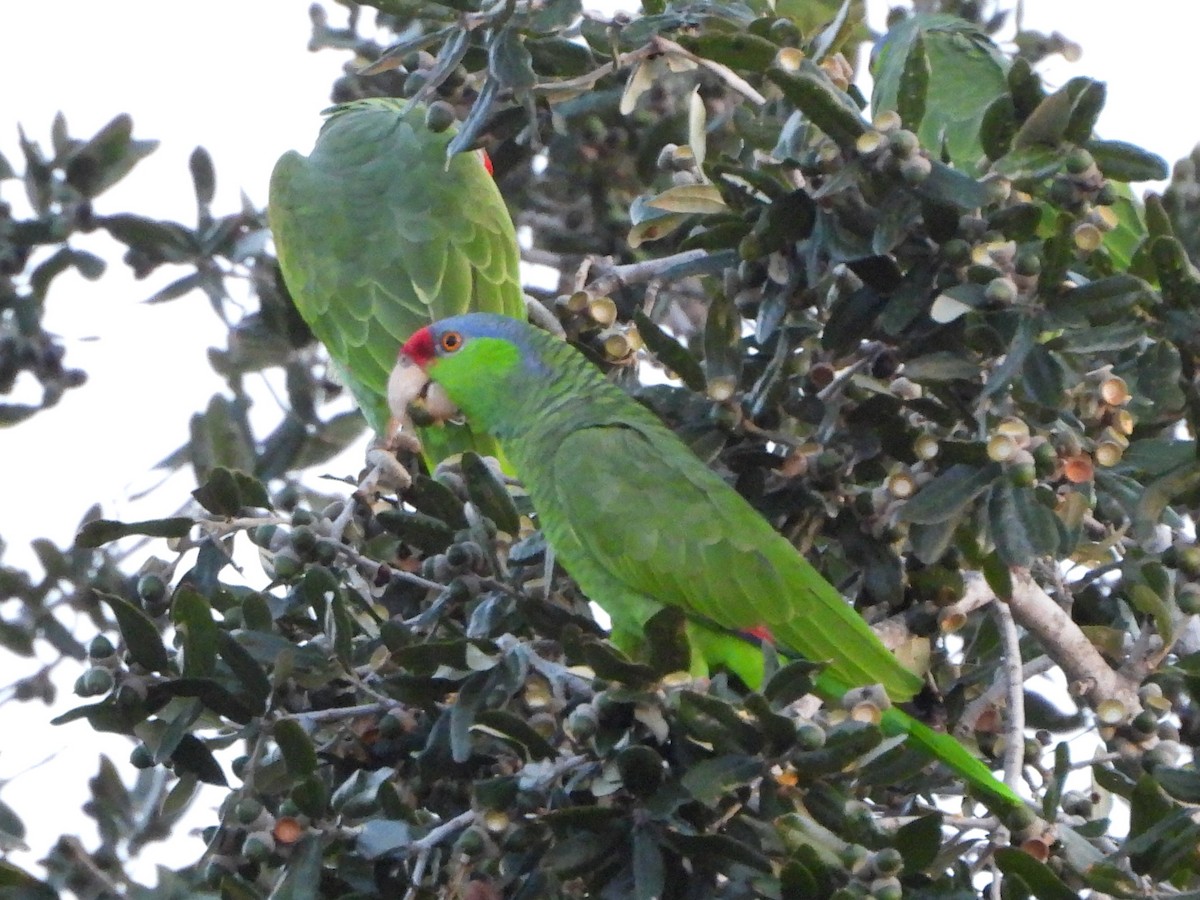 Lilac-crowned Amazon - ML646237940