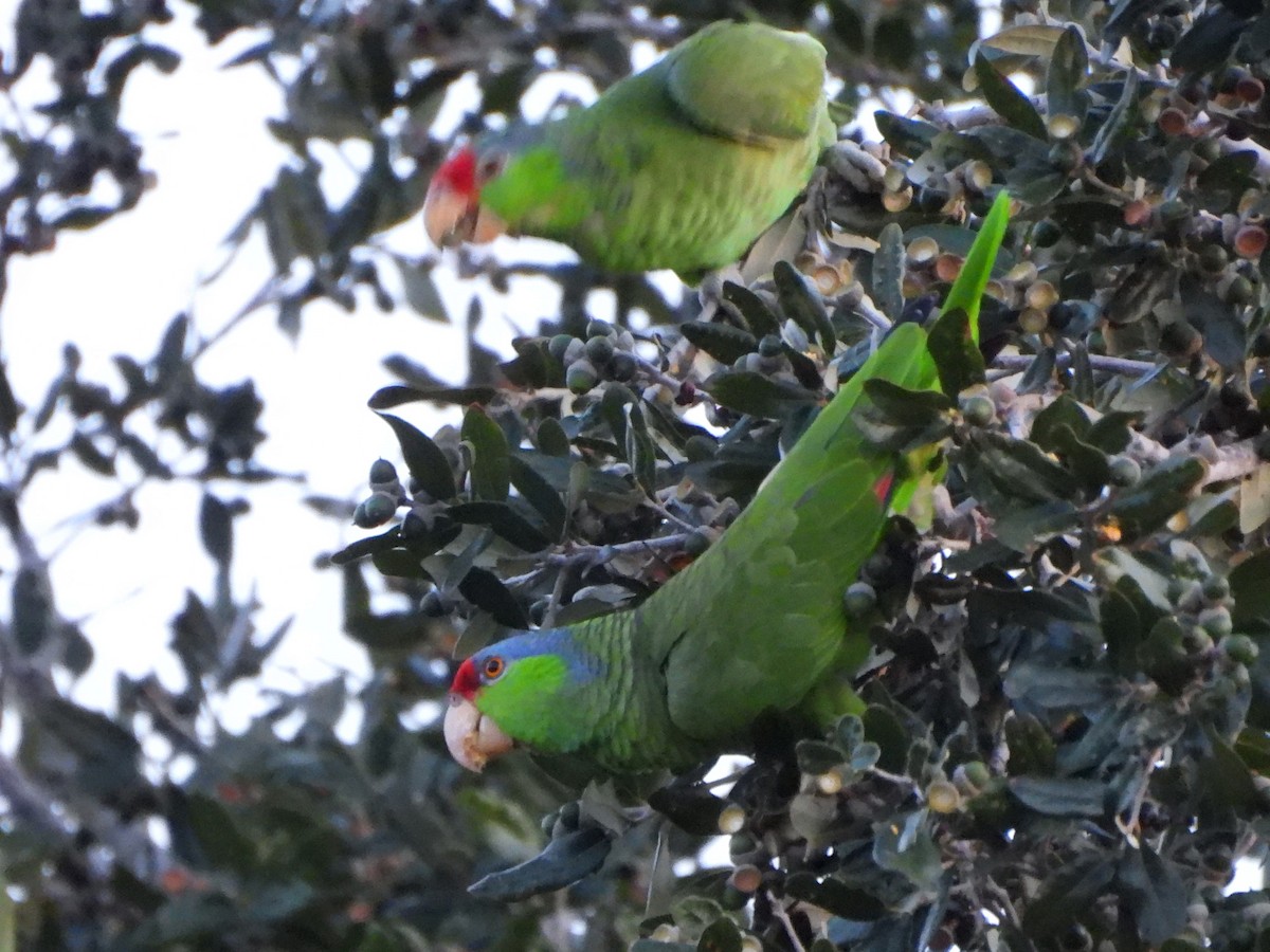 Lilac-crowned Amazon - ML646237944