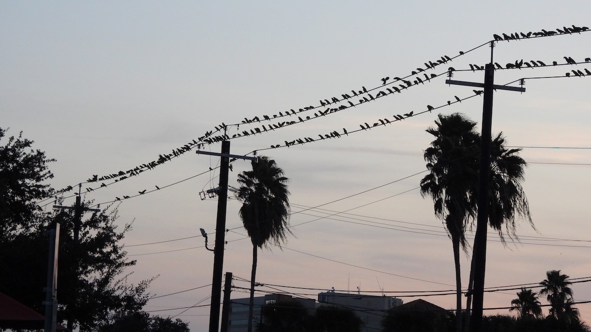 Red-crowned Amazon - ML646237948