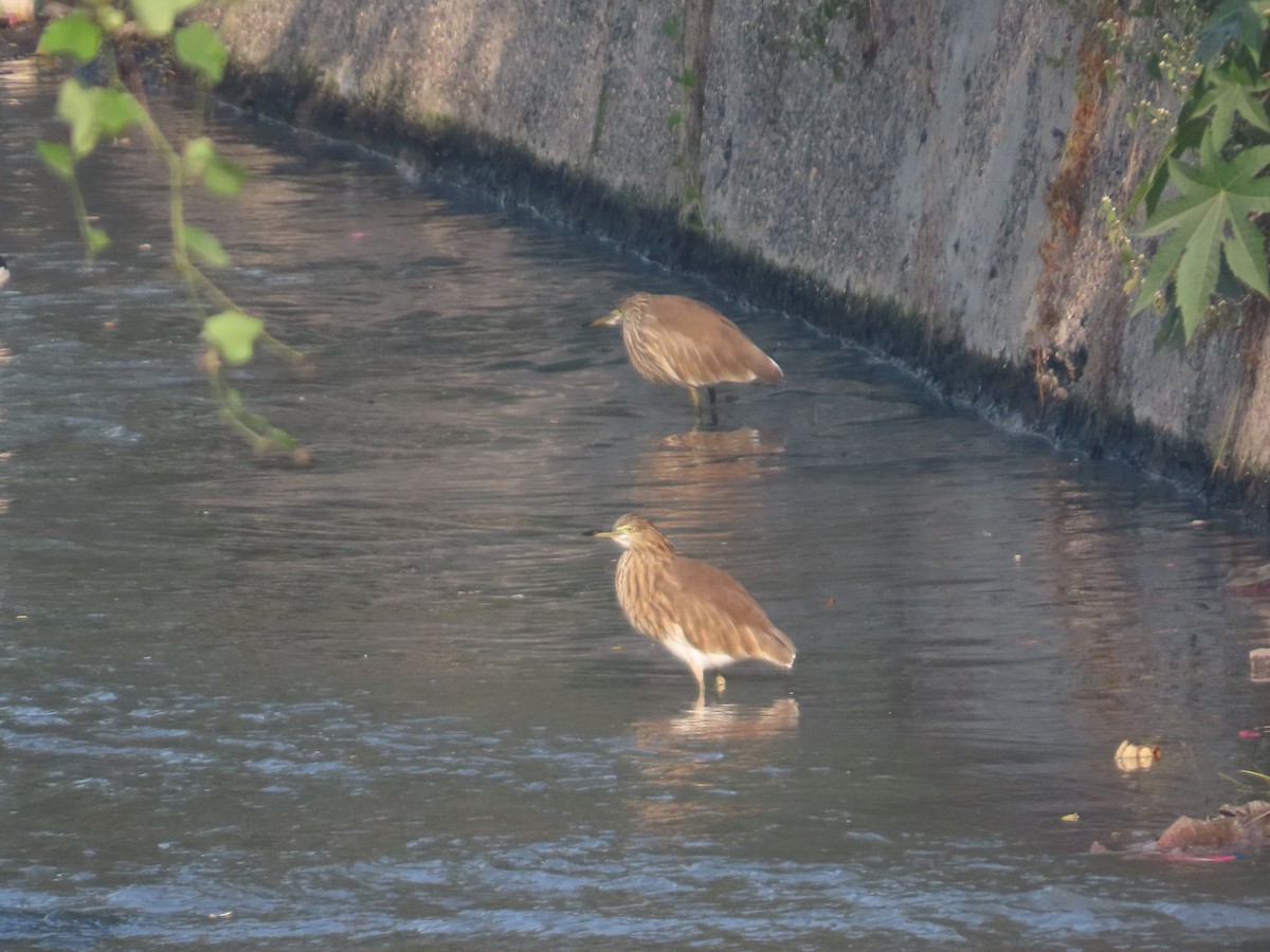 Indian Pond-Heron - ML646237950