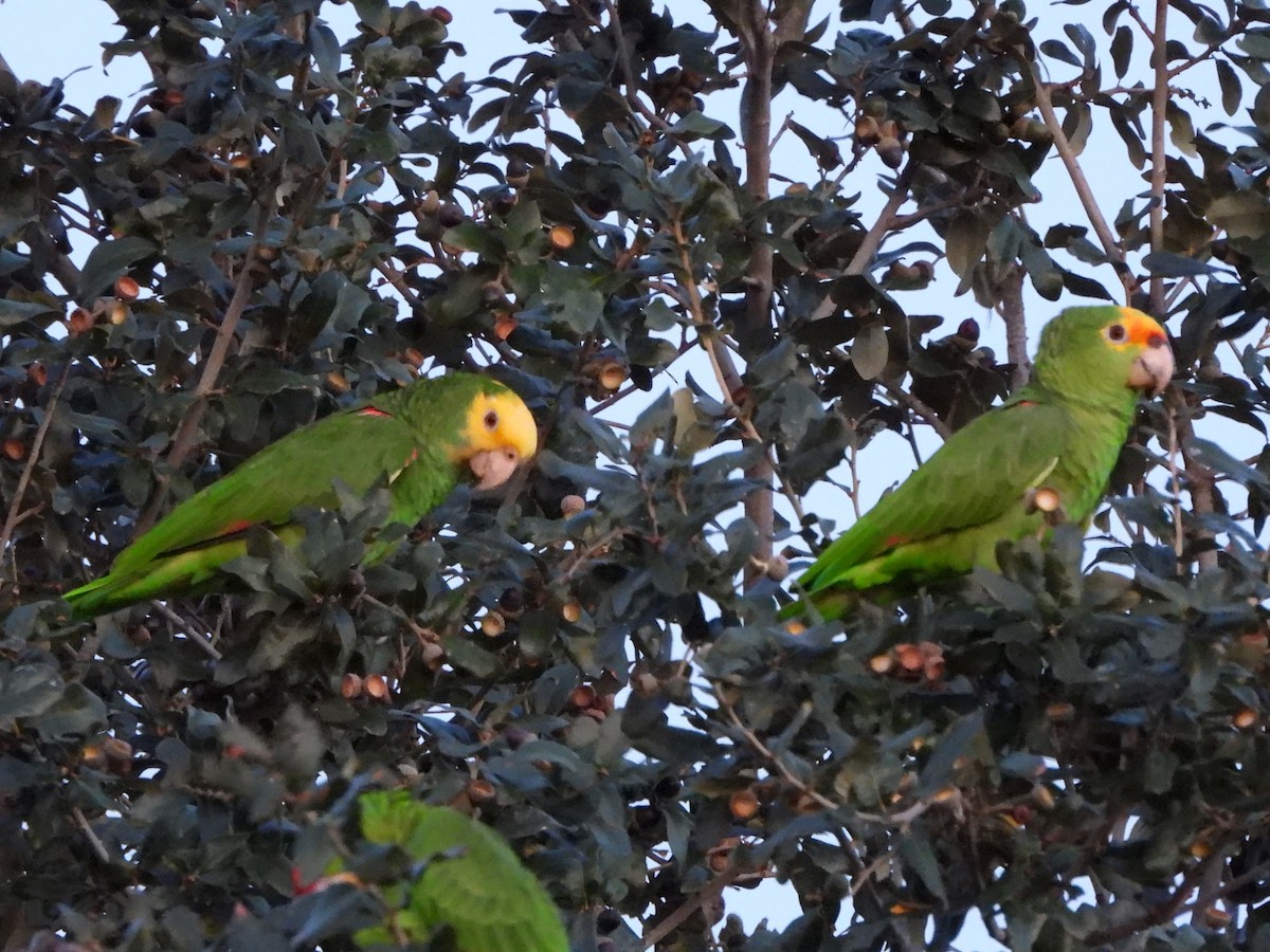 amazon sp. - ML646237952