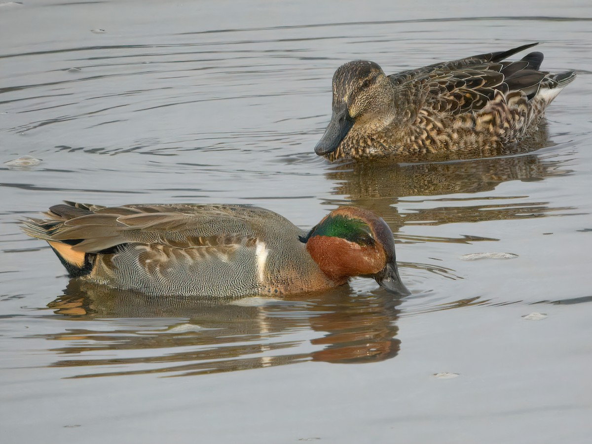 Ногоохон нугас - ML646237955