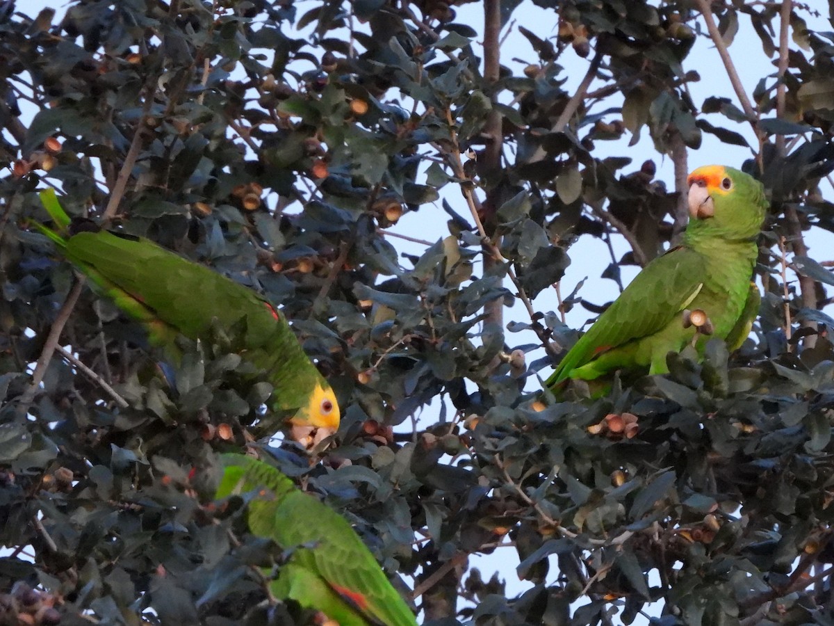 amazon sp. - ML646237956