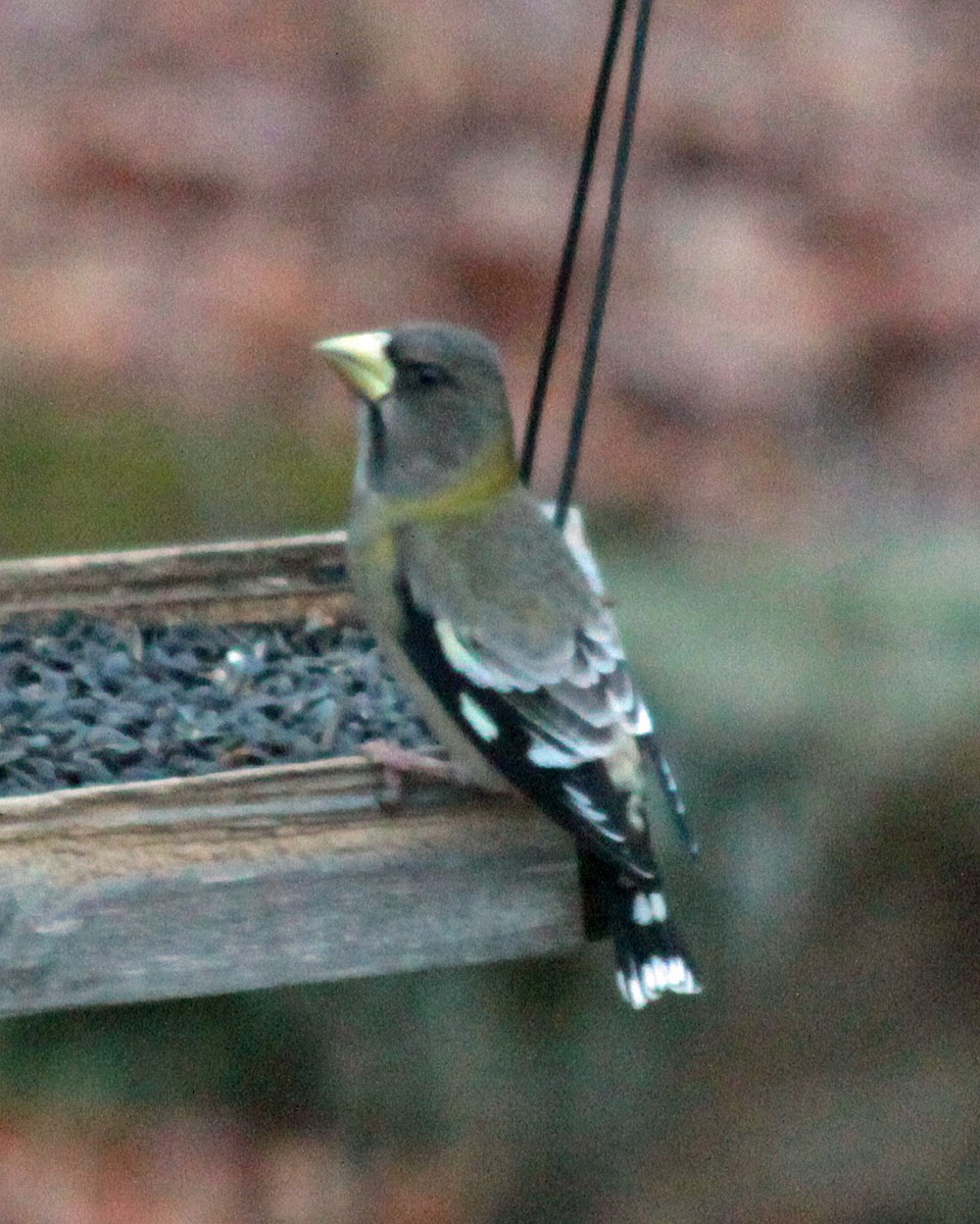 Evening Grosbeak - ML646237957