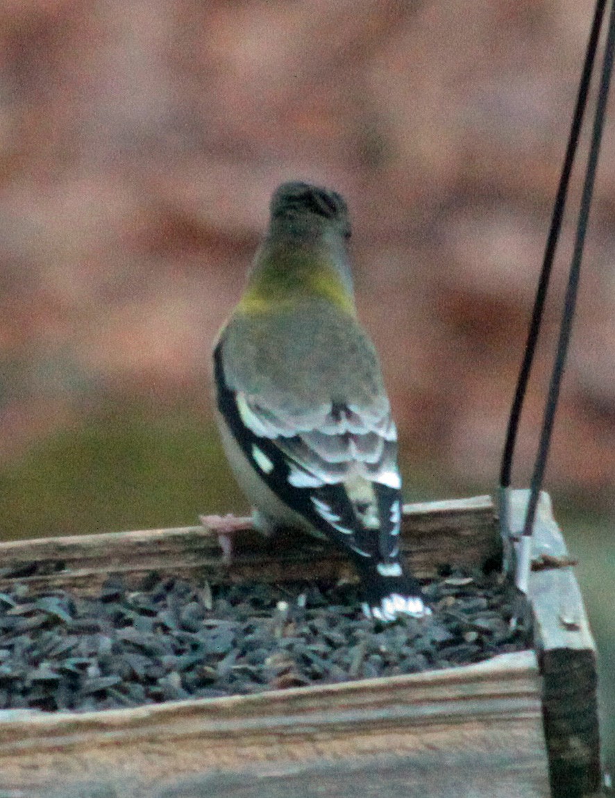 Evening Grosbeak - ML646237958
