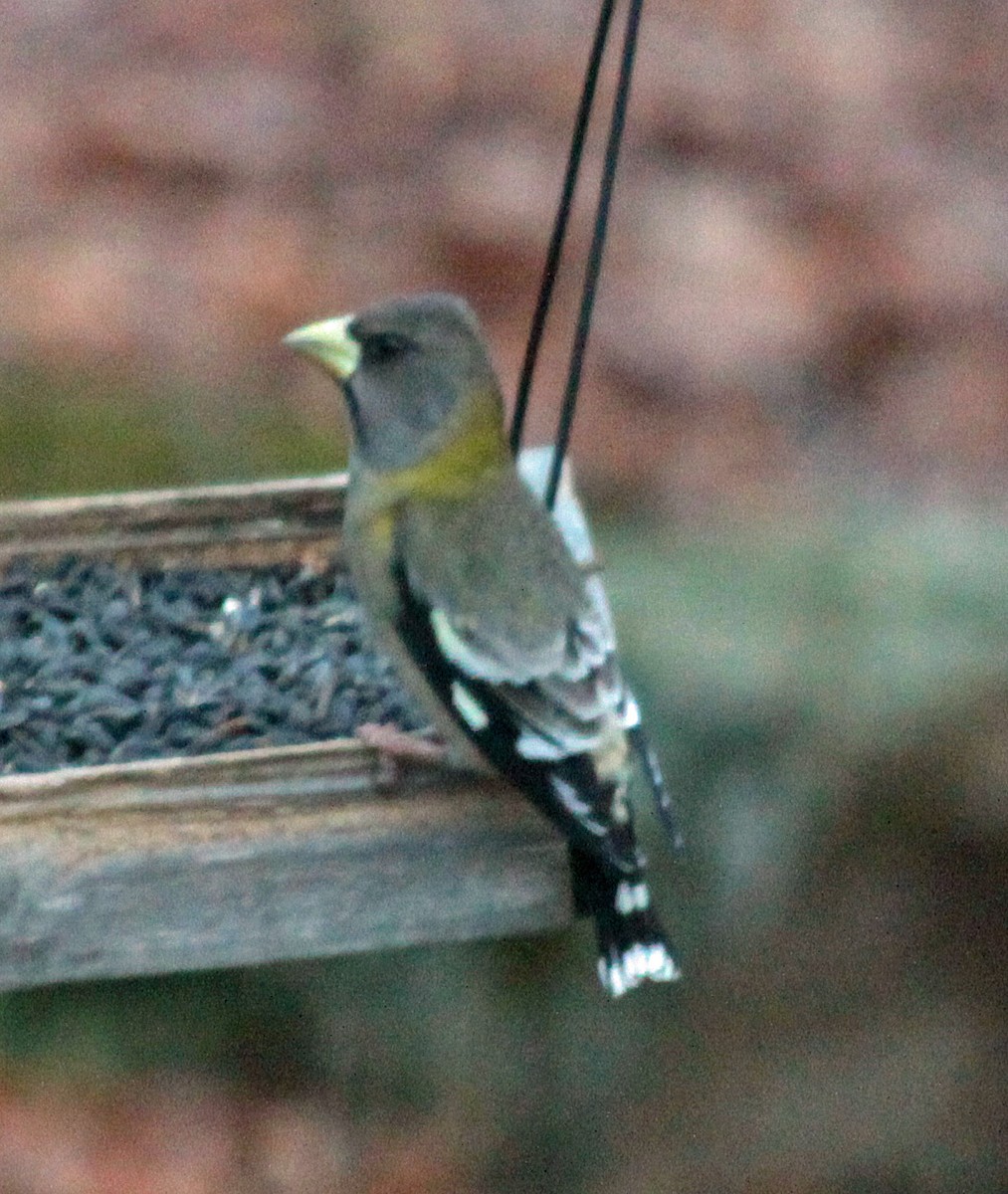 Evening Grosbeak - ML646237959