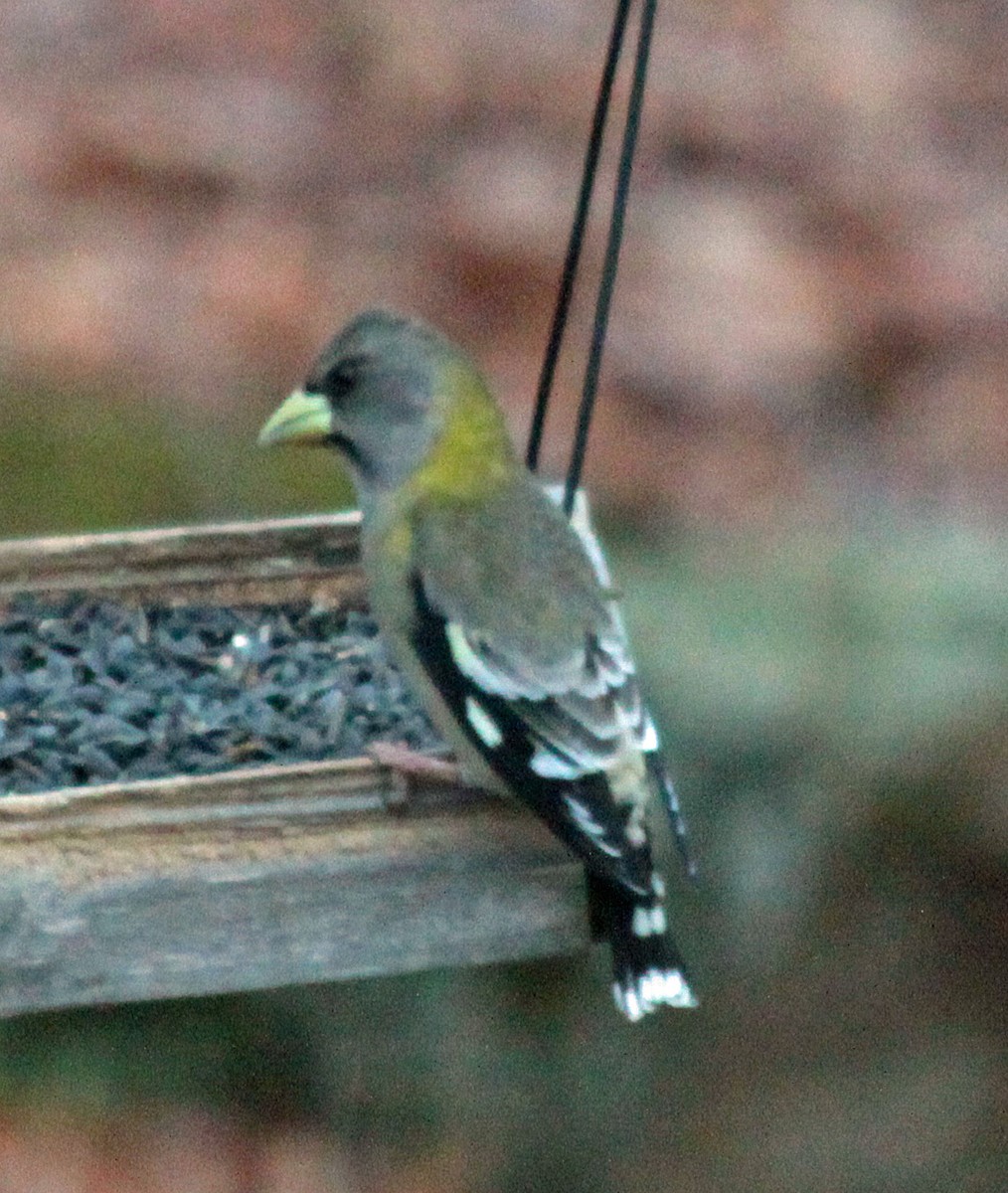 Evening Grosbeak - ML646237960