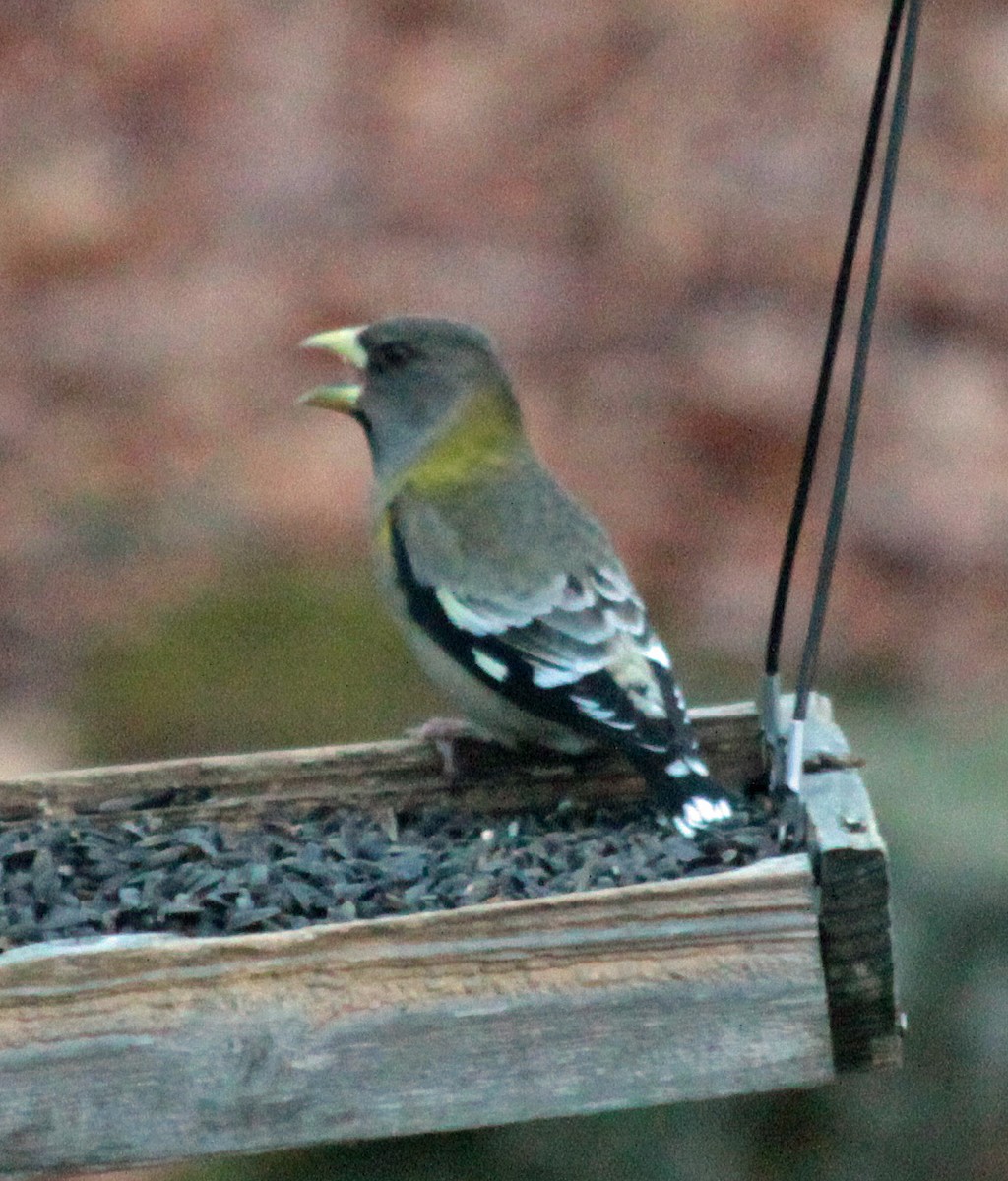 Evening Grosbeak - ML646237961