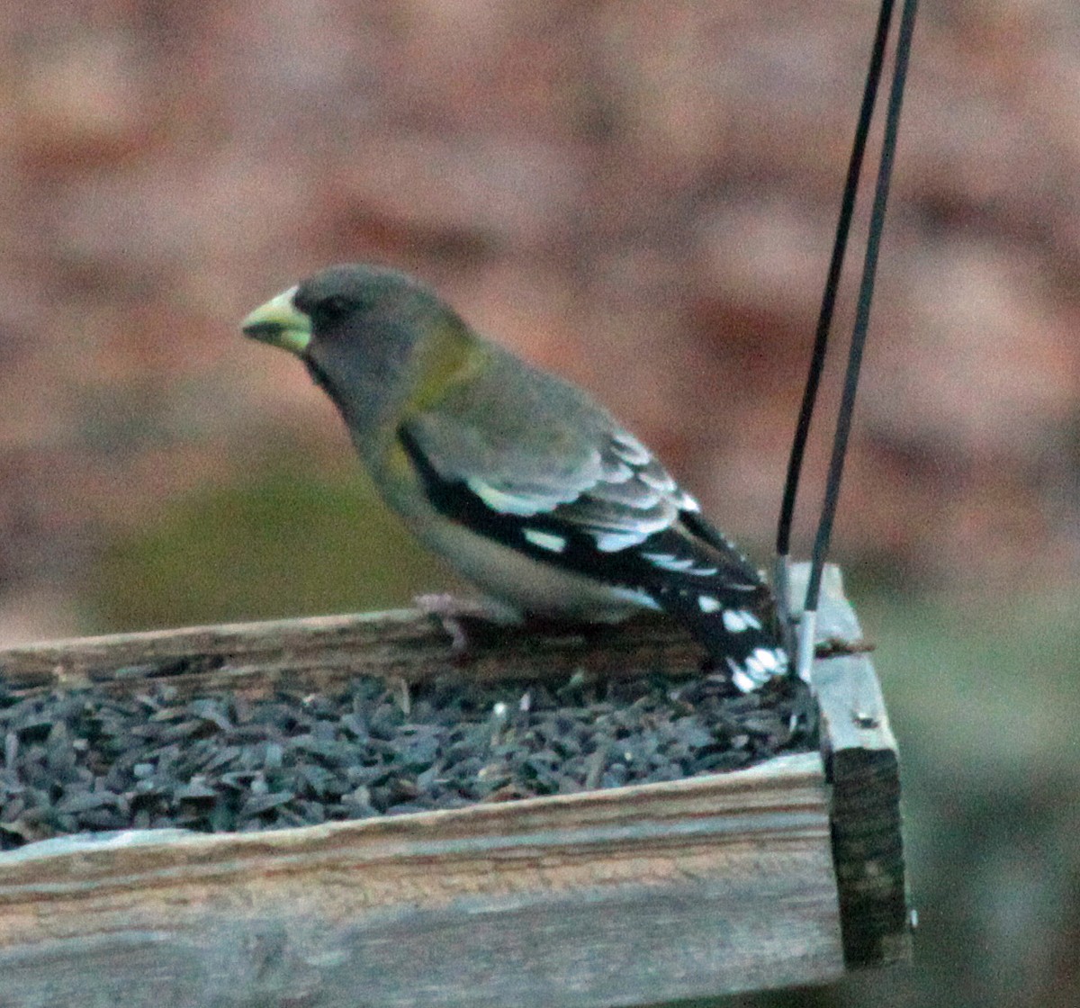 Evening Grosbeak - ML646237962