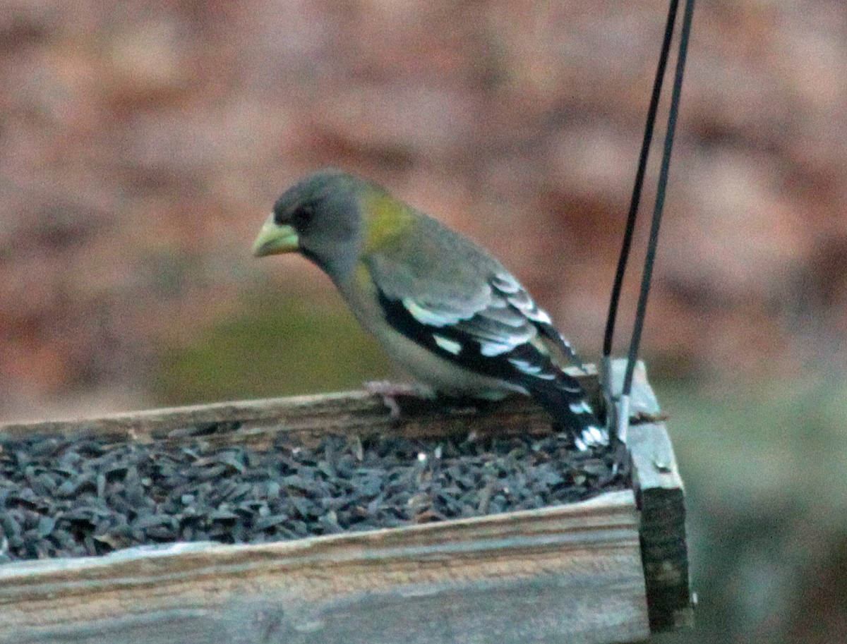 Evening Grosbeak - ML646237963