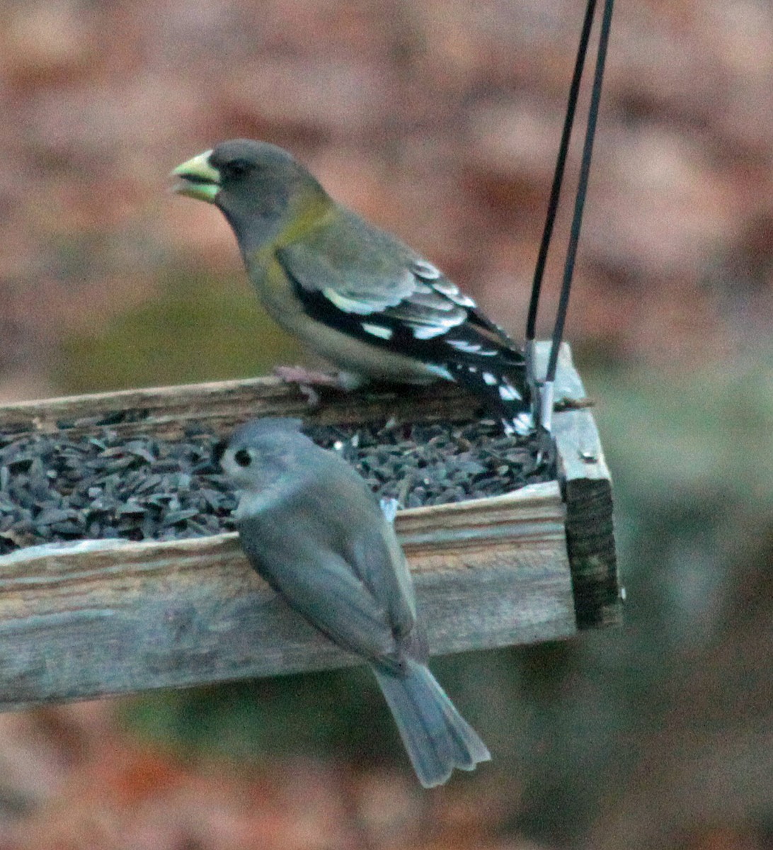 Evening Grosbeak - ML646237964