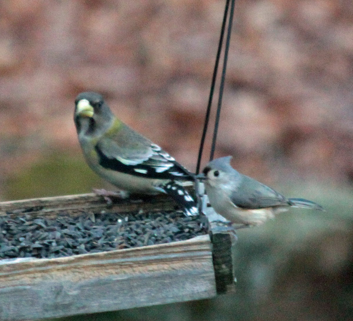 Evening Grosbeak - ML646237965