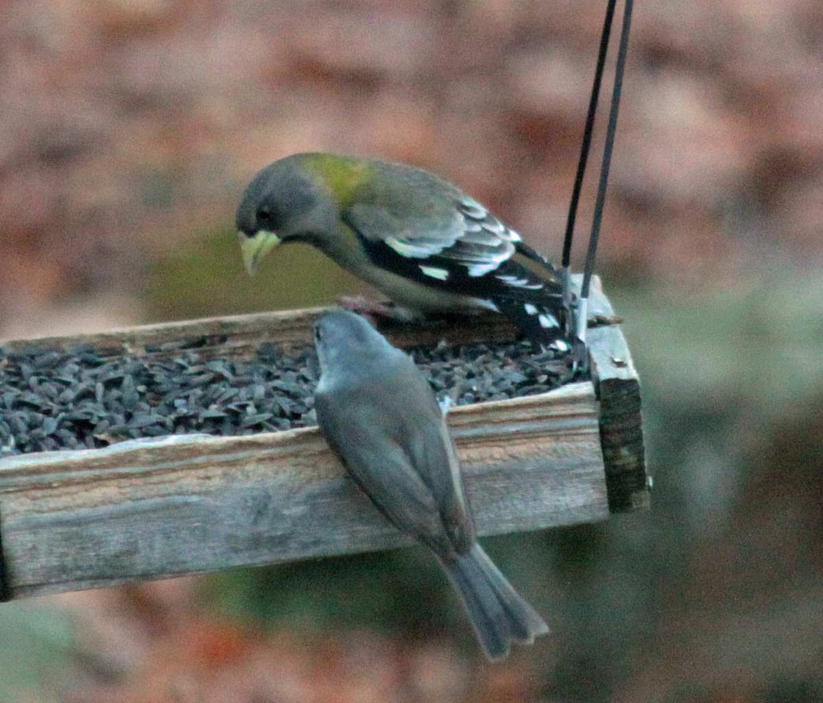 Evening Grosbeak - ML646237966