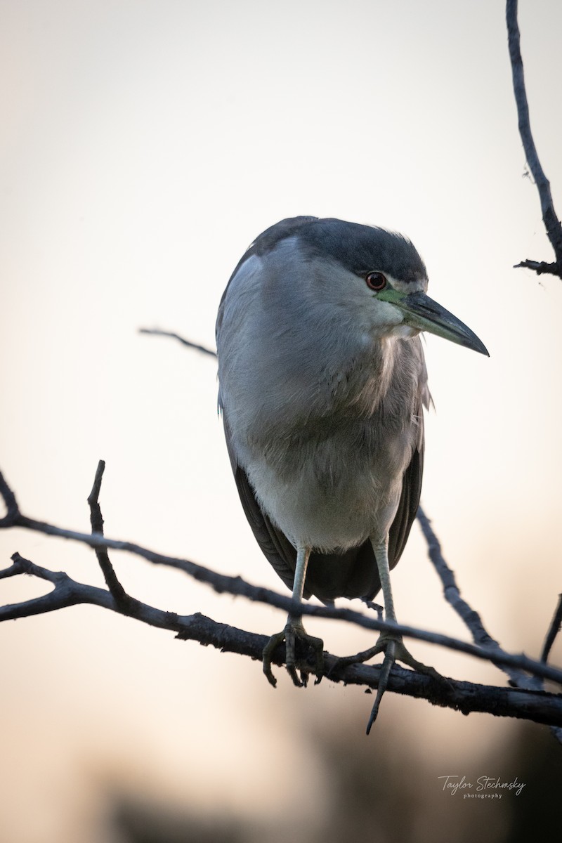 Black-crowned Night Heron - ML646237968