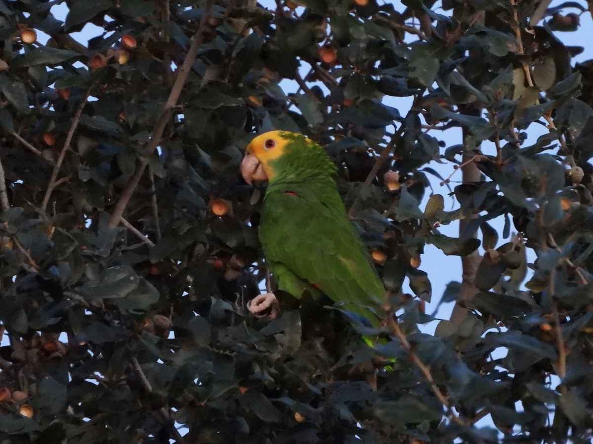Yellow-headed Amazon - ML646237970