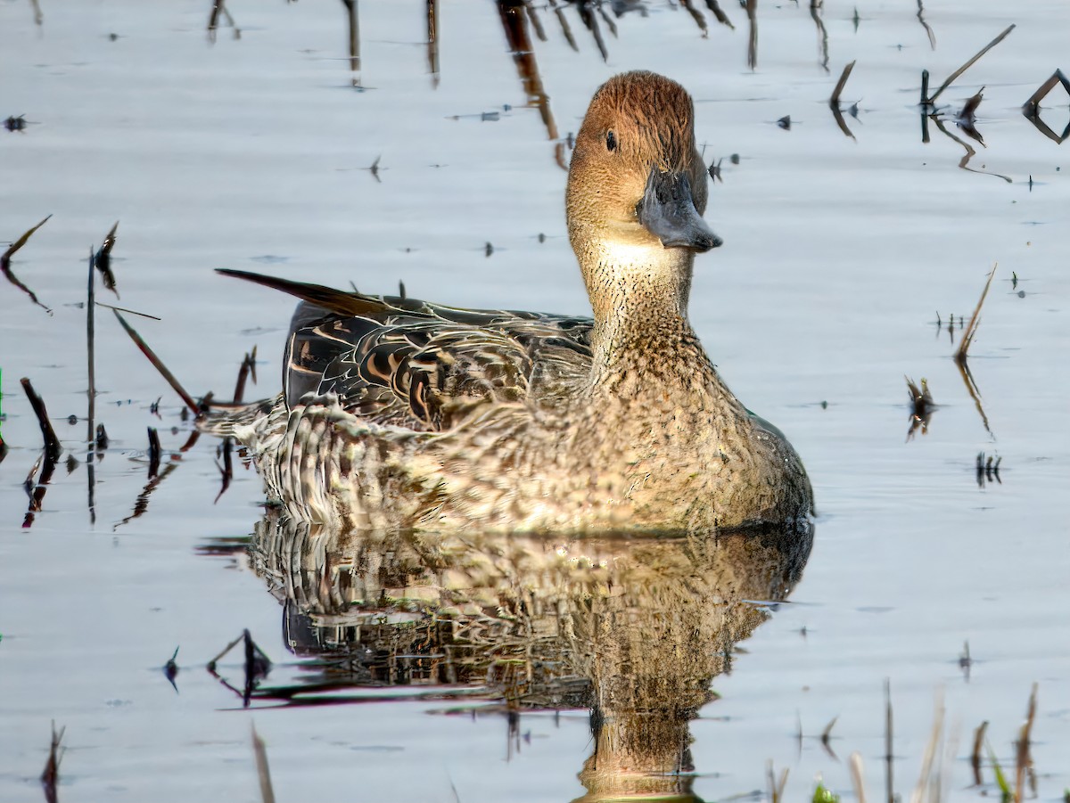 Northern Pintail - ML646237975