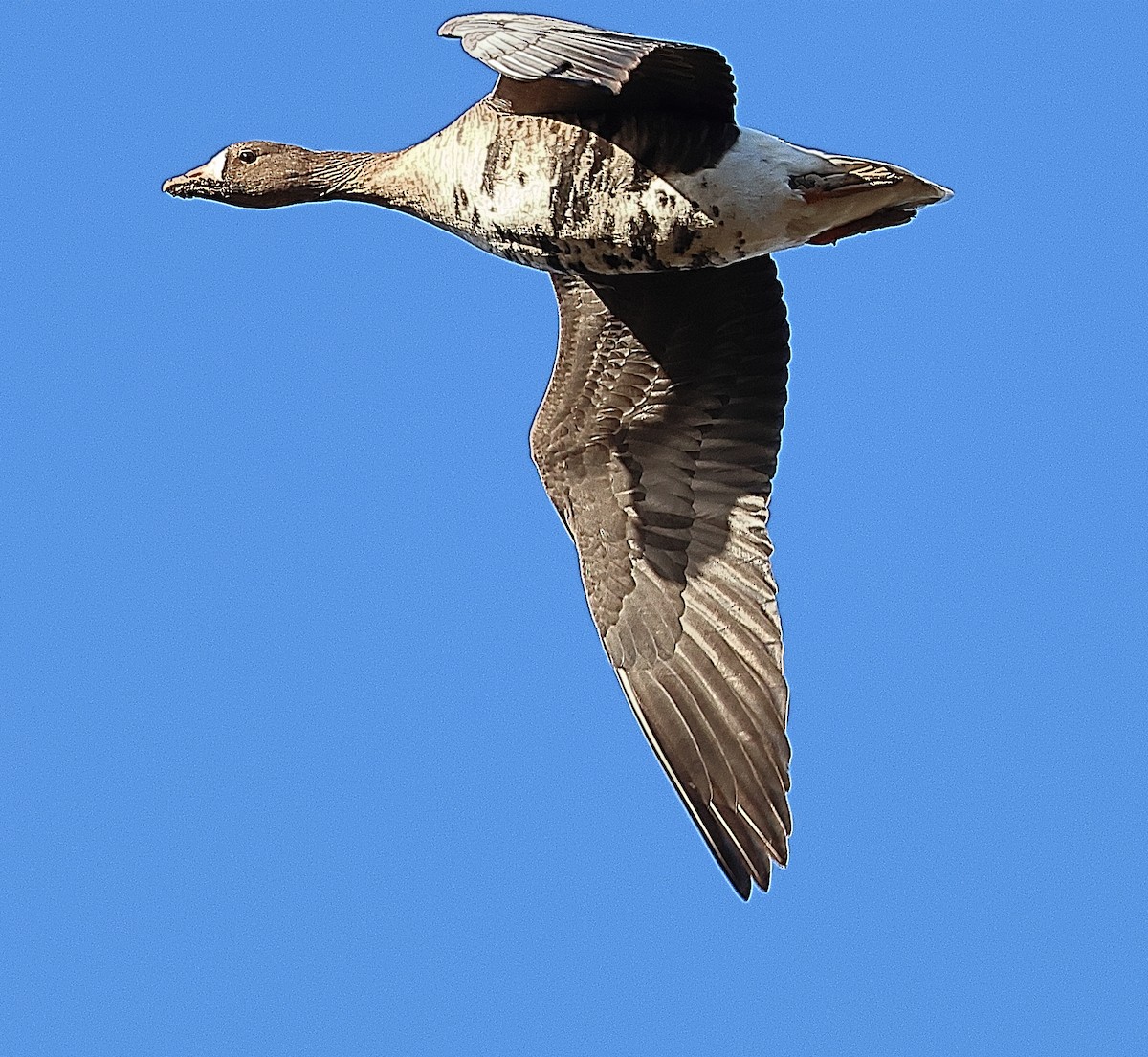 Greater White-fronted Goose - ML646237976