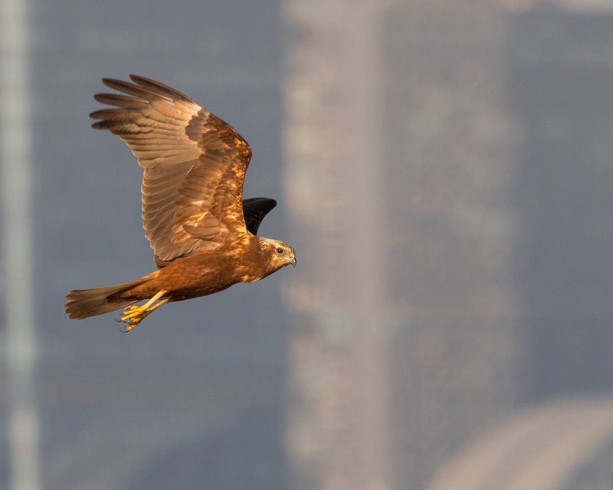Eastern Marsh Harrier - ML646237977