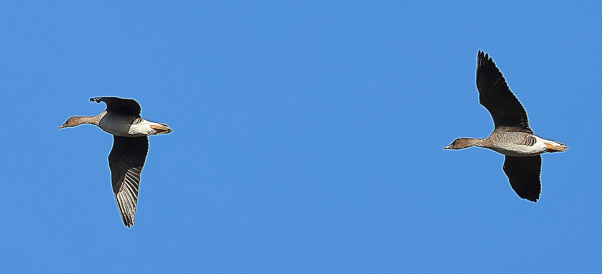 Tundra Bean-Goose - ML646237979